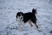 honden foto van Sandra Luca