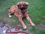 honden foto van ellen 