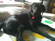 honden foto van paulien en Marley