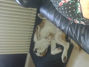 honden foto honden foto van Matthijs