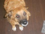 honden foto honden foto van dieke