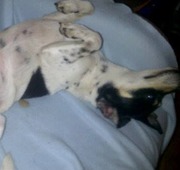 honden foto honden foto van Jeanna