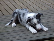 honden foto van Rob 
