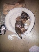 honden foto van moes