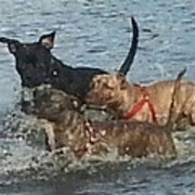 honden foto honden foto van Regina