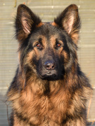 honden foto honden foto van Hetty & Skipper (Letza.life)