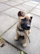 honden foto van Maya