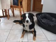 honden foto van lenka <3 Luna