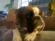 honden foto van anouk