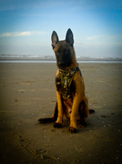 honden foto van Sarah