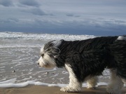 honden foto honden foto van Lacerna & Milo
