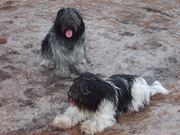 honden foto van  schapendoes brizasplace