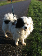 honden foto van sharon