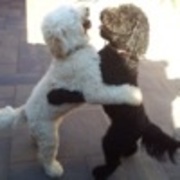 honden foto van Lucinda Koelewijn