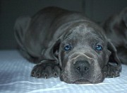 honden foto van Cedric