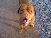 honden foto van peter