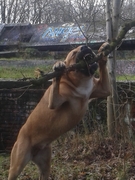 honden foto van Angela en Maarten
