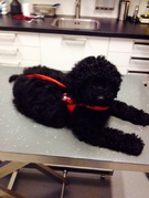 honden foto van Sandra