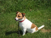 honden foto van suurtje