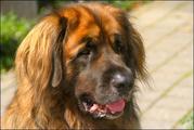 honden foto van eline en bassie