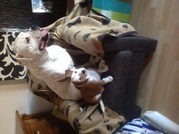 honden foto honden foto van Chelsy en King