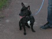 honden foto van Talitha