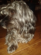 honden foto honden foto van Engelien van Zandwijk