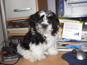 honden foto van Monique en Max 