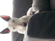 honden foto van eline