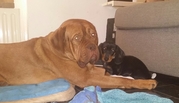 honden foto van Geralde