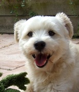 honden foto van Ramona, Benji