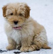 honden foto van Lizzy