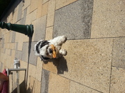 honden foto van dddd