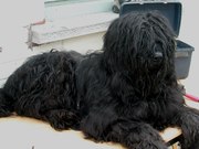 honden foto honden foto van BRIARDS DU BEAU BEAUDELAIR