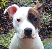 honden foto van Kiets&Milo