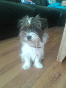 honden foto van sandra