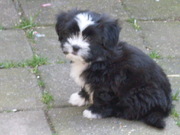 honden foto honden foto van sandra