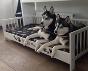 honden foto van Myrte