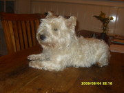 honden foto van cathy feunekes