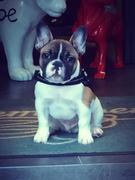 honden foto van celine