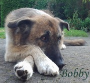 honden foto van Louise met Bobby & Pleeghond