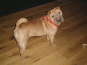 honden foto van cindy