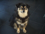 honden foto van Lizzy