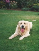 honden foto van Michelle