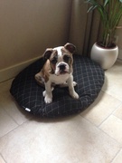 honden foto van Charlie