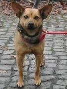honden foto van Belana