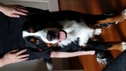honden foto van Liza