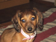 honden foto van TeckelPokki