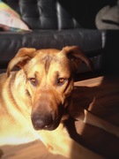 honden foto honden foto van Mayke & Buddy