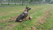 honden foto van Jada!!